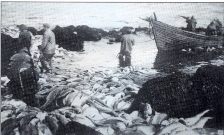 Fiskur í seilum