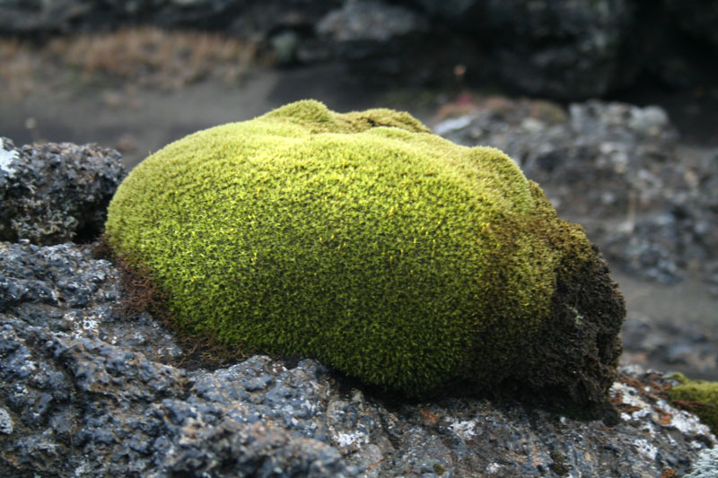 Mosabrúskur