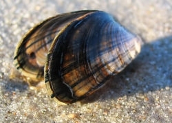 Bláskel