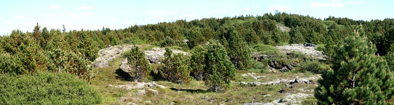 Brunntorfuskógur ofanverðu Brunntorfuskógur ofanverðu