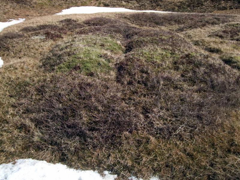 Tóft í Gjögurhrauni Toft i Gjogurhrauni