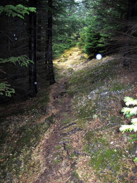 Esjuskogar