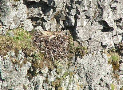 Hrafnslaupur