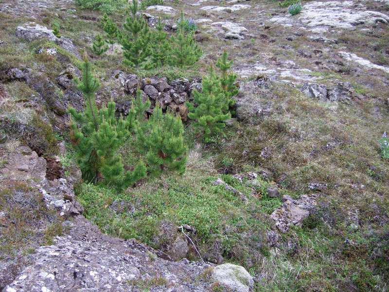 Stekkur við Hvaleyrarvatn Hvaleyrarvatn-stekkur