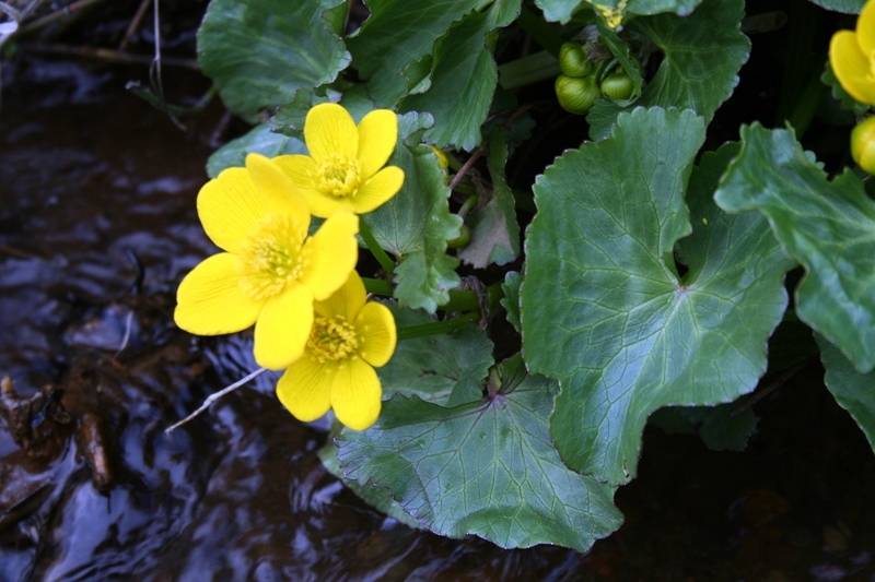 Hofsoleyin