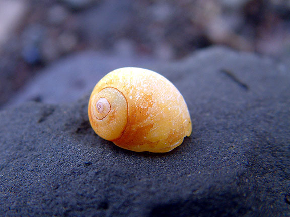 Kuðungur