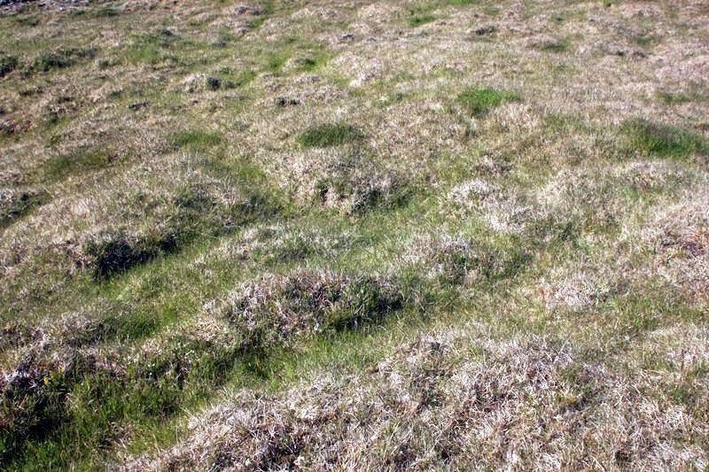 Kviguvogasel-22