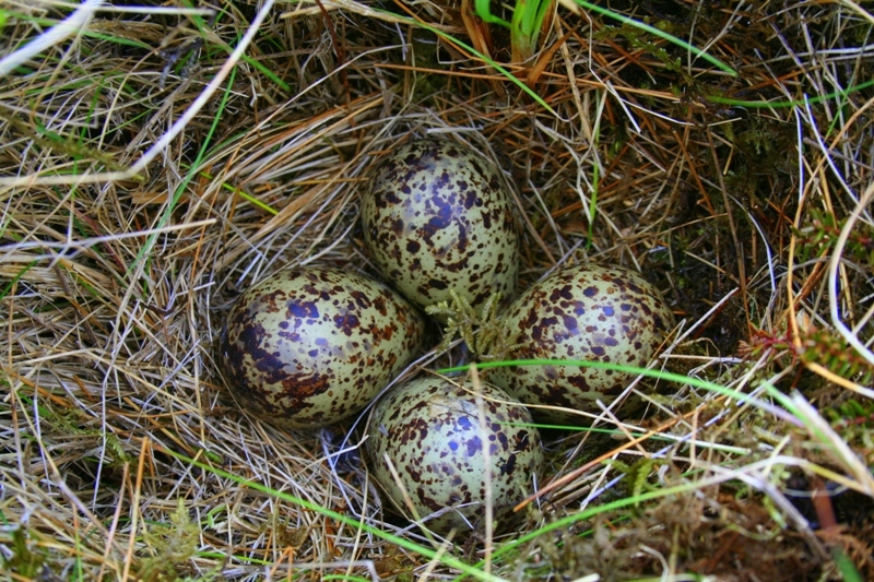 Lóuhreiður