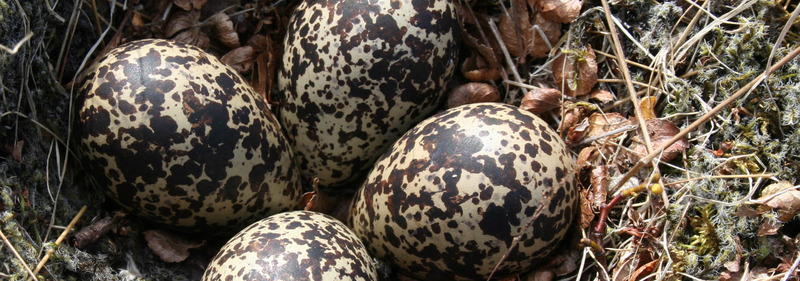Lóuegg
