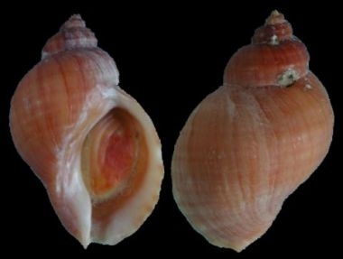 Nákuðungur