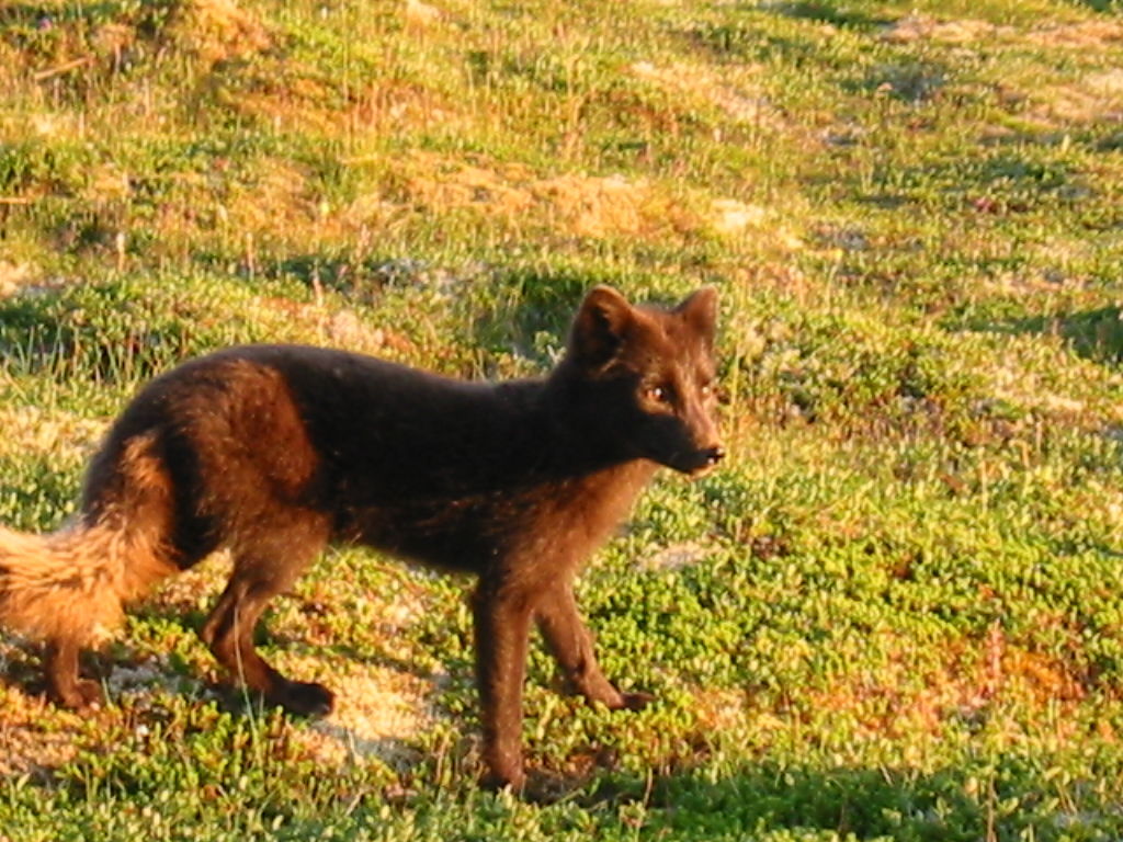 rebbi-1