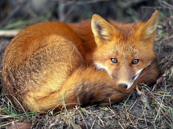 refur-221