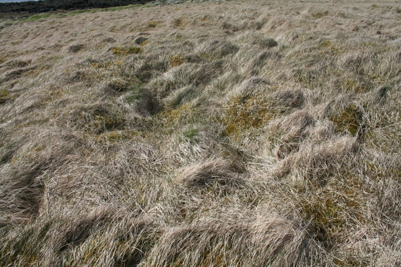 Seltóft