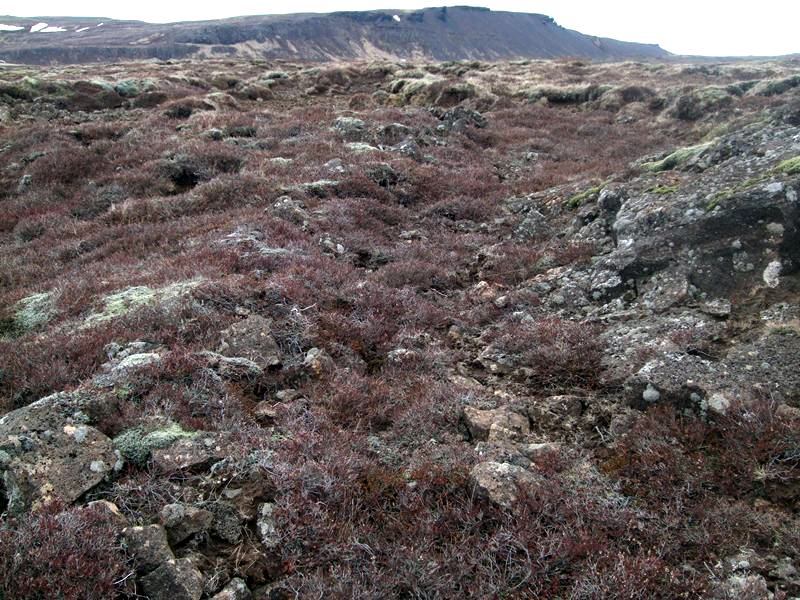 Selvogsgata-554