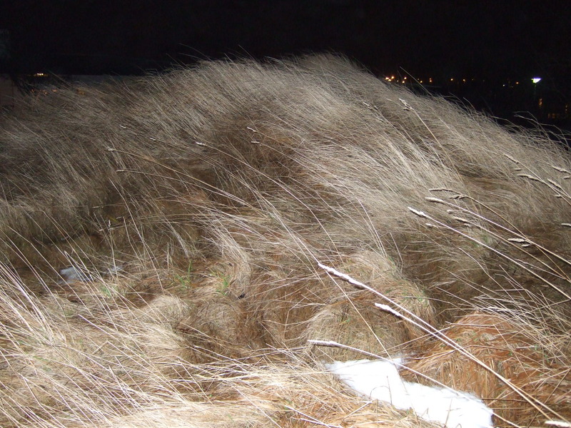 Smiðjuhóll á Arnarnesi