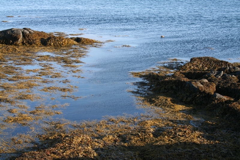 Stokkavör / Gamlavör / Skökk Gamlavör