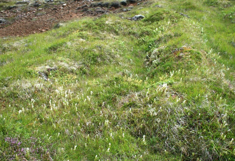 Tættur í Glymsflóa við Sellæk Tættur