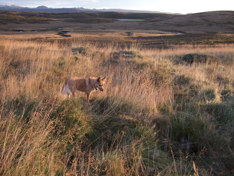 Fjárhústóft (sauðahús) frá þormóðsdal