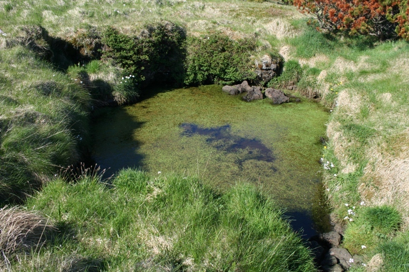 Fornasel